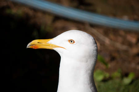Pensive Seagull look on head shot with shallow DOFの写真素材