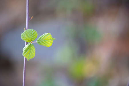 Close-up of small leaf of European beech tree.の写真素材