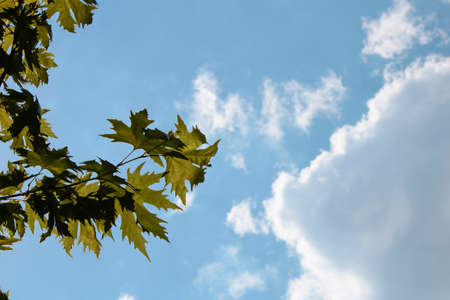 Leaves of Norway maple tree close up.の写真素材