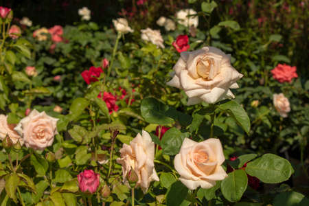 Close up shoot of Rosa gallica flower.の写真素材
