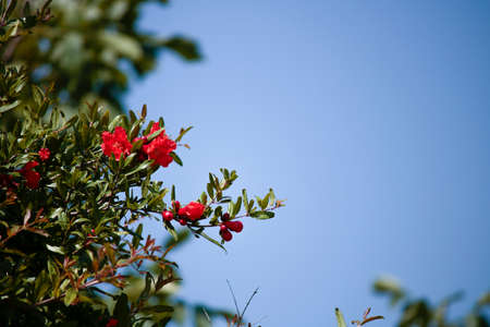 Close-up shoot of pomegranate tree.の写真素材