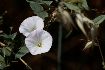 Hedge false Close up of bindweed plant.の写真素材