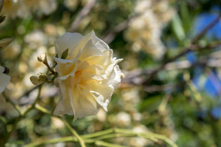 Close-up of Oleander white plantの写真素材