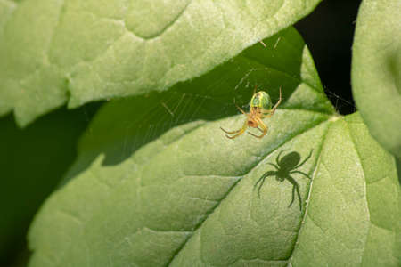 Green patterned spider waxing on a leaf.の写真素材