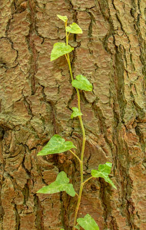 Close up of tree ivy.の写真素材