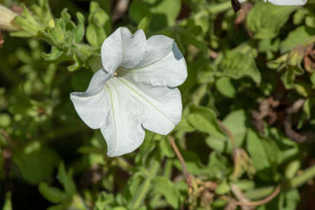 Close-up of hibiscus rosa sinensis flower.の写真素材