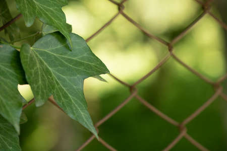 The leaf of the ivy plant attached to the fence.の写真素材