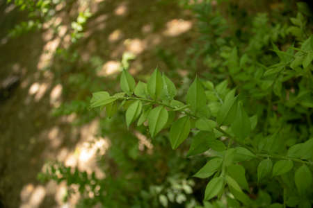Close-up of Butcher's broom plant.の写真素材