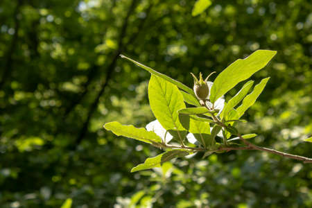 Close-up of the leaves and fruit of the medlar plant. The fruit is immature.の写真素材