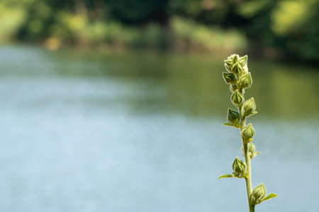 Close-up of green fringed orchid plant. In the bud. Flowers did not openの写真素材