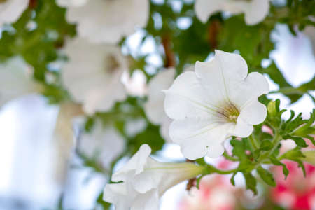 Close-up shot of white hybrid petunia flower in flowerpot. Hanging flower pots.の写真素材