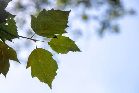 Leaves of silver birch tree close up.の写真素材