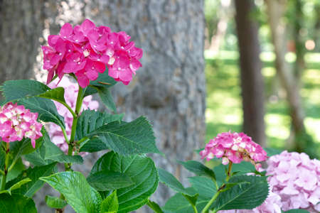 close-up of hydrangea macrophylla plant. Purple and white mix color and combined with leaves.の写真素材