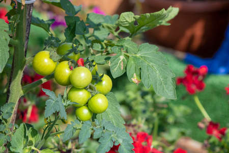 Unripe tomatoes. It is grown in pots.の写真素材