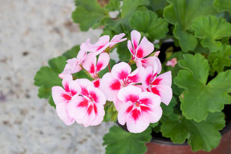 Close-up shoot of zonal geranium red white plant.の写真素材