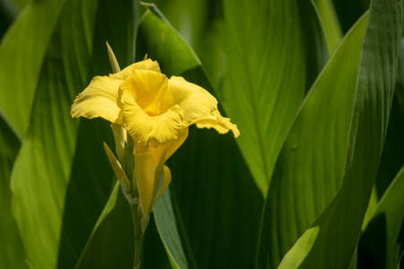 Canna flaccida (Bandanna of the everglades) biksisn yellow flower.