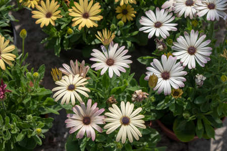 River close-up of white daisy plant.の写真素材