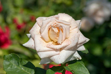 Close-up of Rosa Iceberg (White) plant. Single roseの写真素材