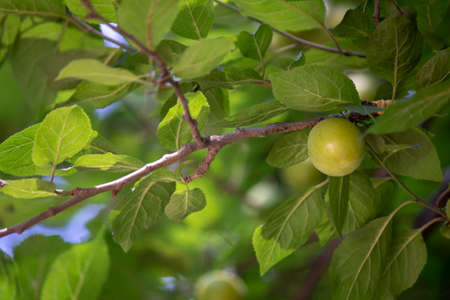 Tree branch with a single green plum and leaves.の写真素材