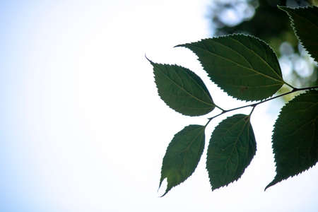 Close up shoot of Hackberry leaves. White light on sky in background.の写真素材