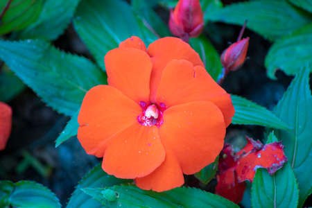 Close-up shot of impatiens hawkeri flower. Blurred background.の写真素材