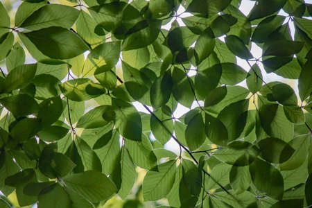 Close-up of the leaves of the hornbeam tree. Blurred background. Pulled down.の写真素材
