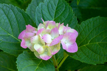close-up of hydrangea macrophylla plant. Purple and white mix color and combined with leaves.の写真素材