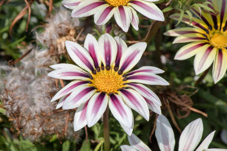 Close up shoot of treasure flower (Gazania rigens).の写真素材