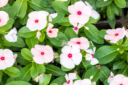 Close-up of Catharanthus pusillus flower.の写真素材