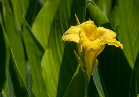 Canna flaccida (Bandanna of the everglades) biksisn yellow flower.の写真素材