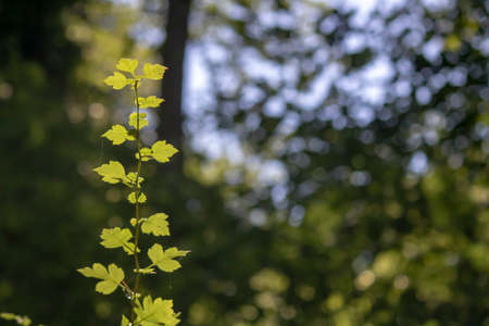 Close up shoot of the leaves of vitis vinifera.の写真素材
