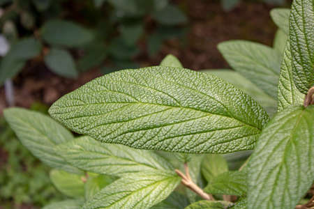 Close-up of the leaves of the wrinkled Leaf Viburnum plant.の写真素材