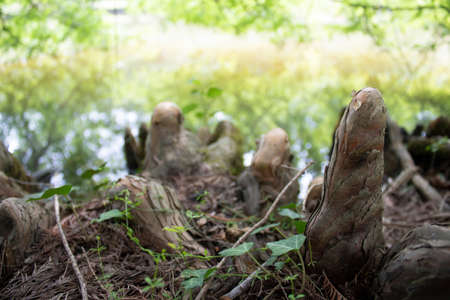 Tree roots close-up. It has oval ledges.の写真素材