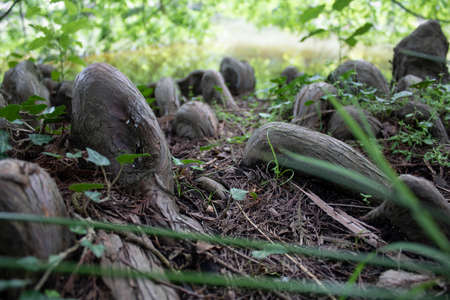 Tree roots close-up. It has oval ledges.