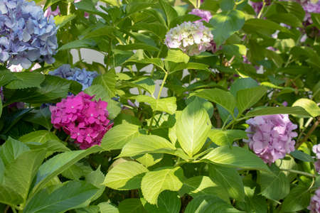 Close photo of a single flower of Hydrangea macrophylla pink plant.の写真素材
