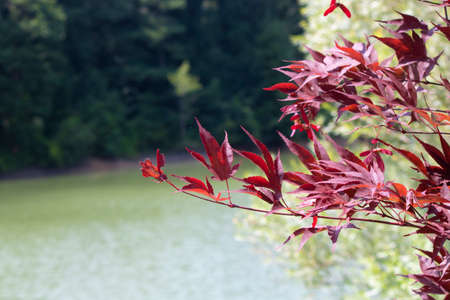 Japanese maple tree leaves photographed closely. Red colored leaves.