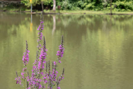 Close up photograph of Lythrum salicaria plant. He was raised in pink.の写真素材