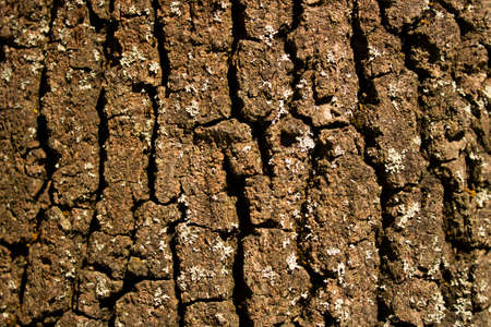 Coffee color tree bark close-up. There are deep crevices on it.