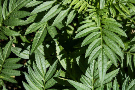 Close-up of the valerian plant in the garden.の写真素材