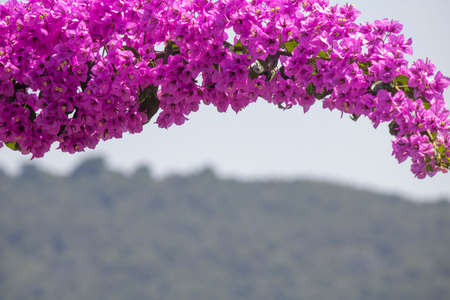 Close-up of Bougainvillea plant. Purple. It was pulled through the street.の写真素材