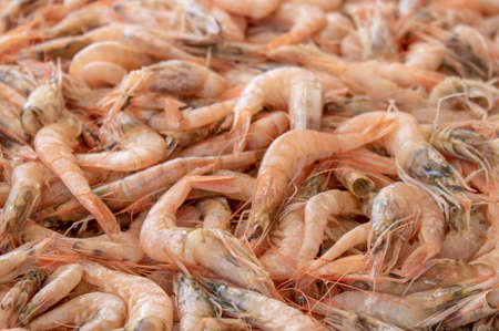 Newly fished shrimps on the countertop close up.の写真素材