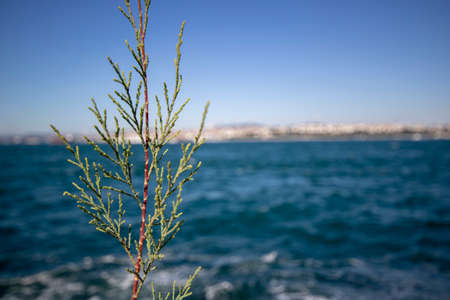 eastern redcedar tree leaves close-up. Blurred background of sea and sky.の写真素材