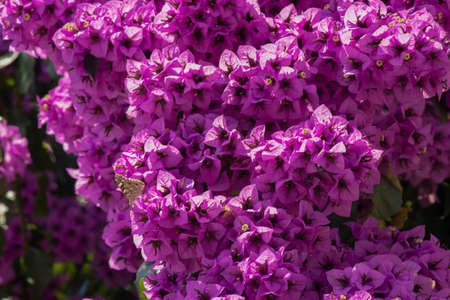 Close-up of Bougainvillea plant. Purple. It was pulled through the street.の写真素材