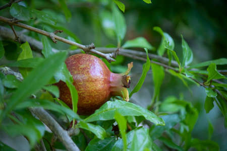Close up of a single pomegranate on pomegranate tree. Photographed from the side.