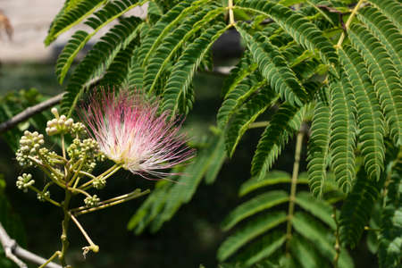 Close-up of the flower of Albizia niopoides. Pink soft and hairyの写真素材