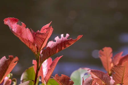 Codiae variegatum close-up of deformed leaves of the plant.の写真素材