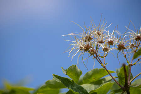 Close-up of Clematis vitalba plant. Wrapped in iron wires. Background of blurred sky and lake.の写真素材