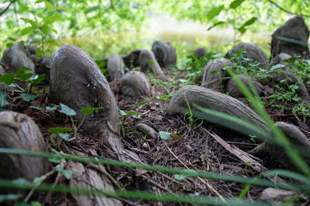 Tree roots close-up. It has oval ledges. Photographed in the forest.の写真素材