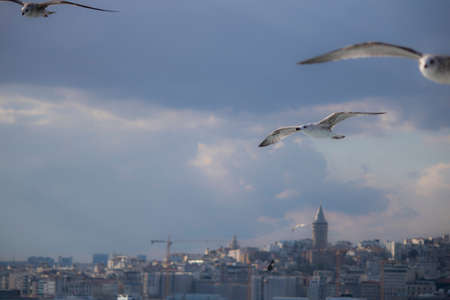 Galata tower was filmed on the sea .Kadraja girne blurred seagulls. It was filmed in autumn.の写真素材