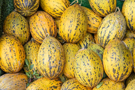 Pile of melons in yellow and green colors.の写真素材